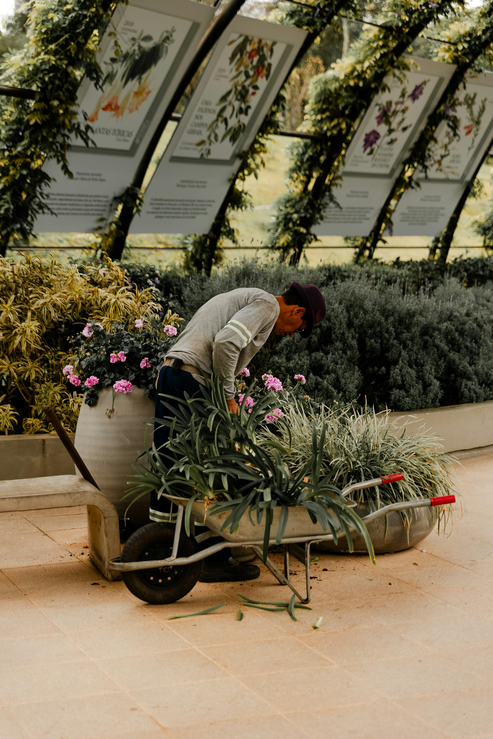 A gardener tends to plants in a vibrant, lush botanical garden setting, showcasing horticultural beauty.