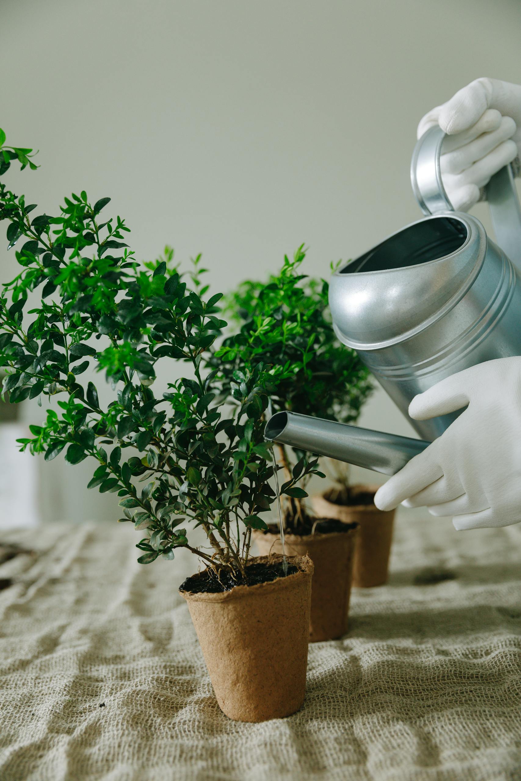 Close-up of a person watering potted plants with a silver can indoors.